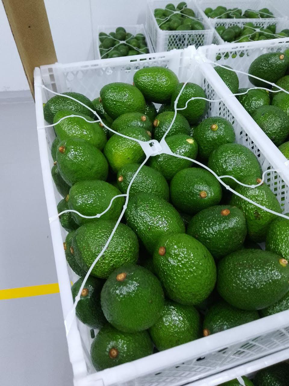 Avocados packed in white export crates