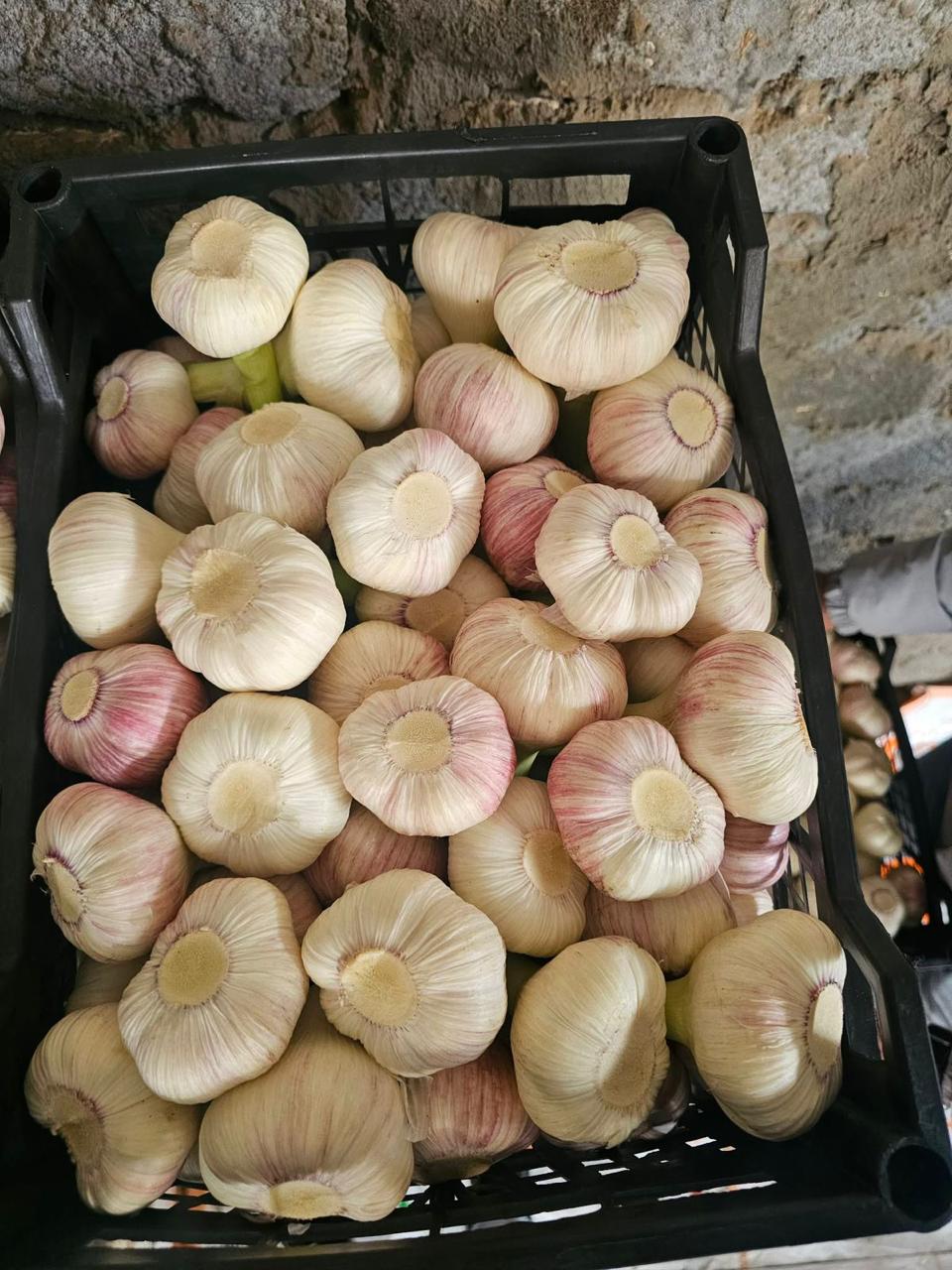 Egyptian garlic in tray