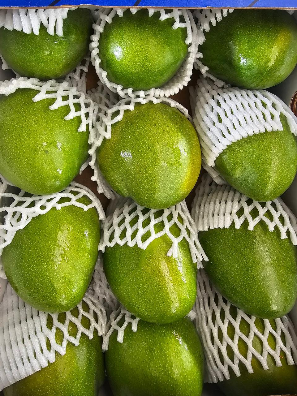 Premium Egyptian export-grade mangoes packed for shipment