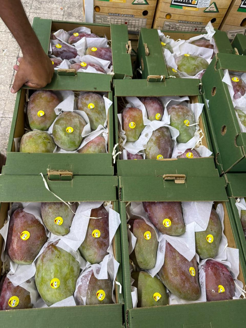 Egyptian mango cartons stacked