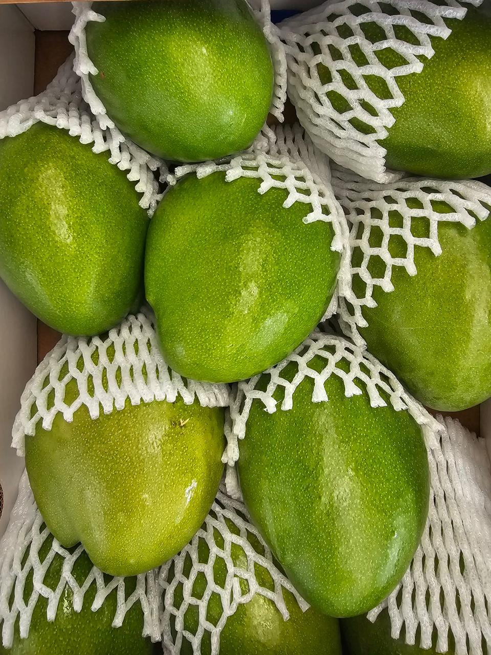 Premium green Egyptian mangoes packed in netting