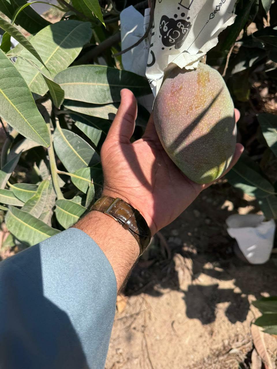Premium ripe Egyptian mango held in hand at the orchard