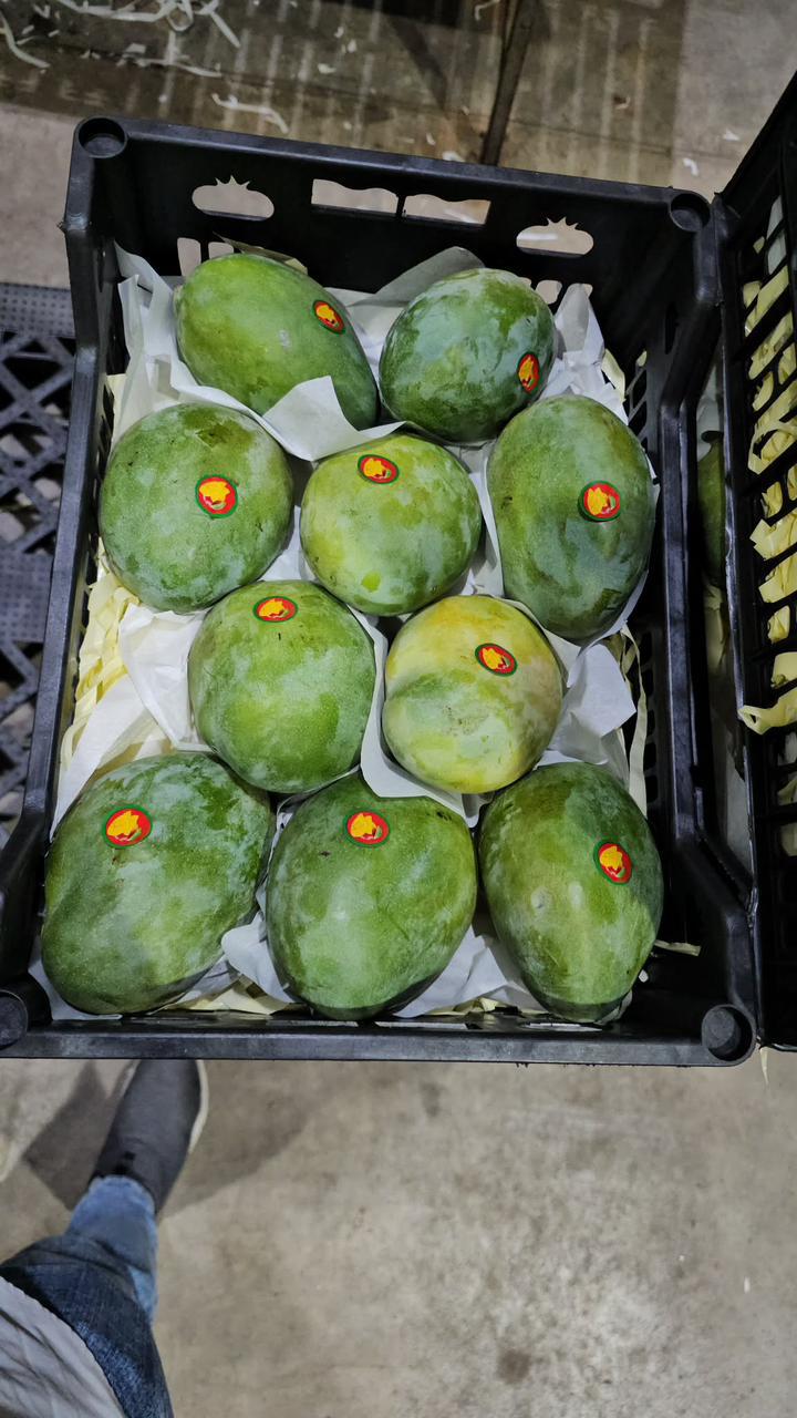 Premium Egyptian mangoes packed in crate ready for export