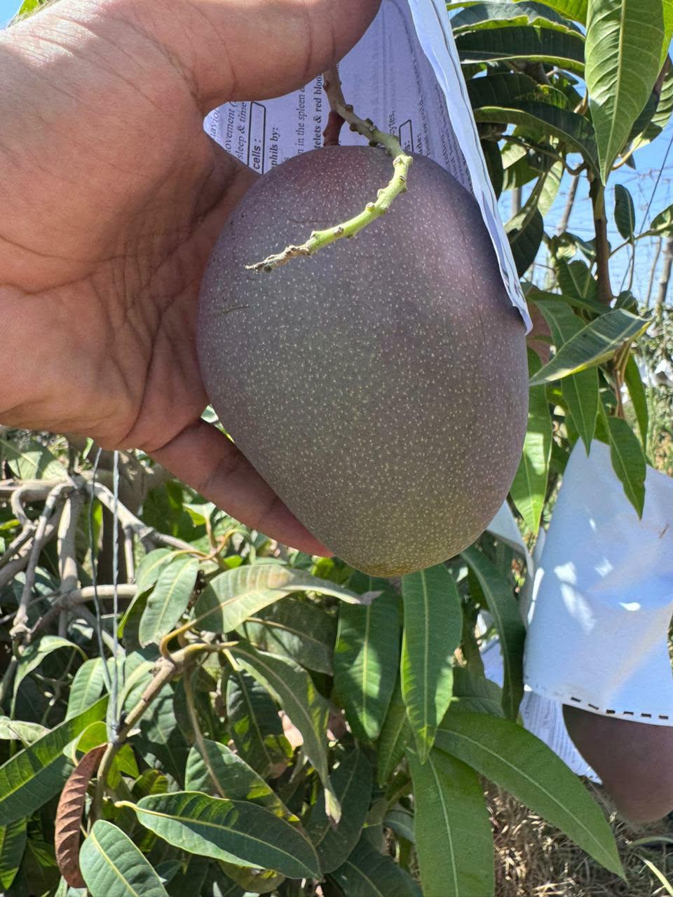 Stone fruit on the tree