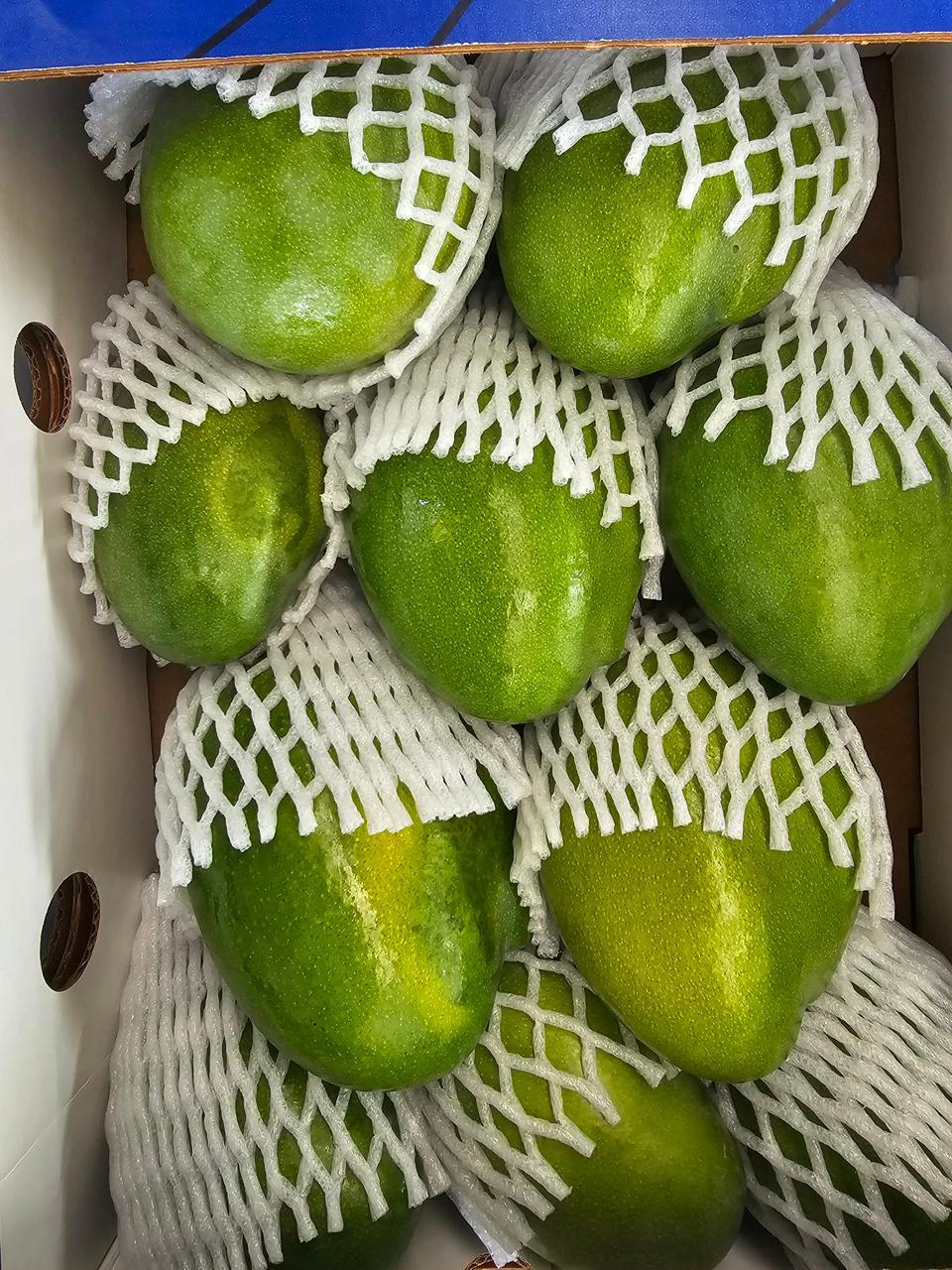 Green mangoes protected with foam sleeves inside an export carton