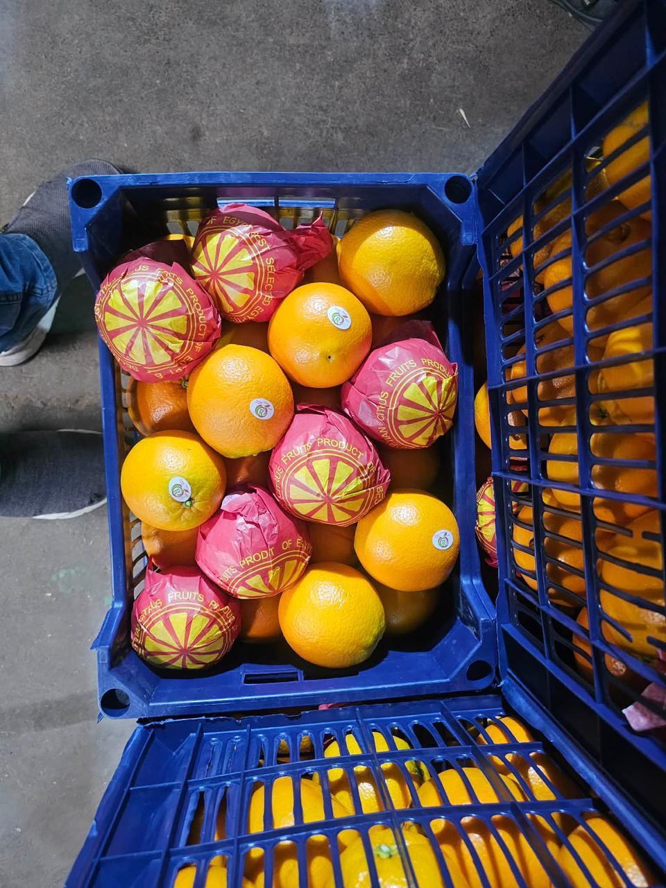 Egyptian oranges packed in blue export crates with red wrapping