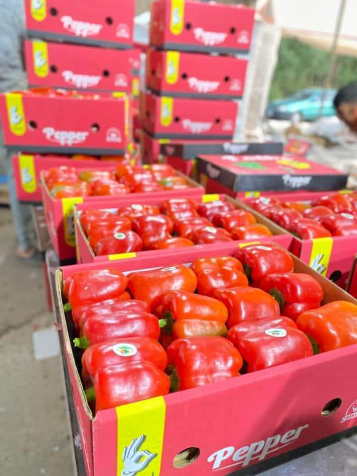 Crates of Egyptian red sweet peppers ready for export