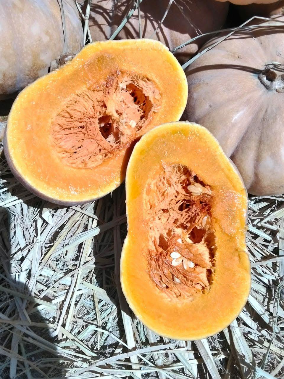 Egyptian pumpkin / butternut