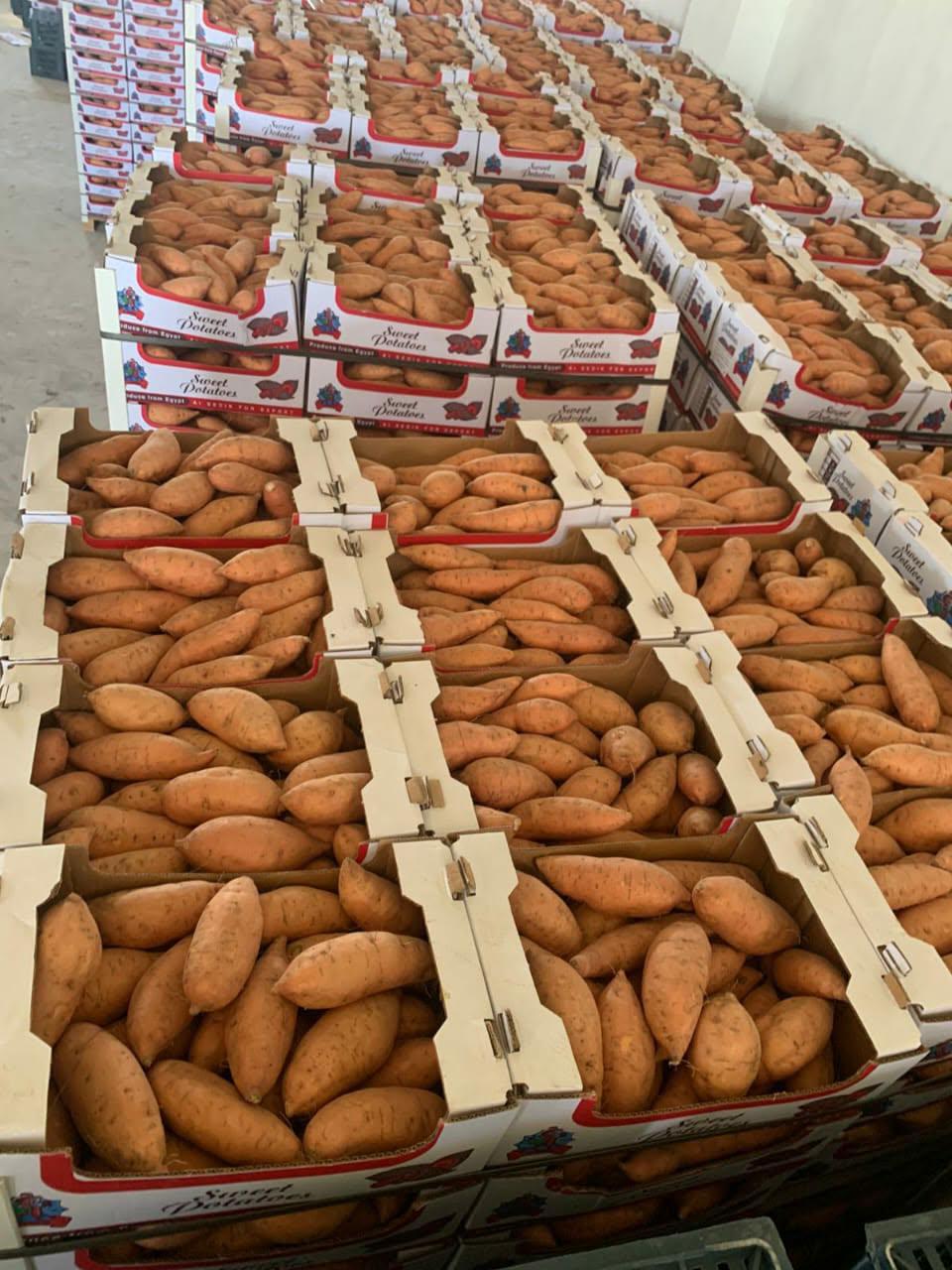 Sweet potatoes packed in rows of export cartons