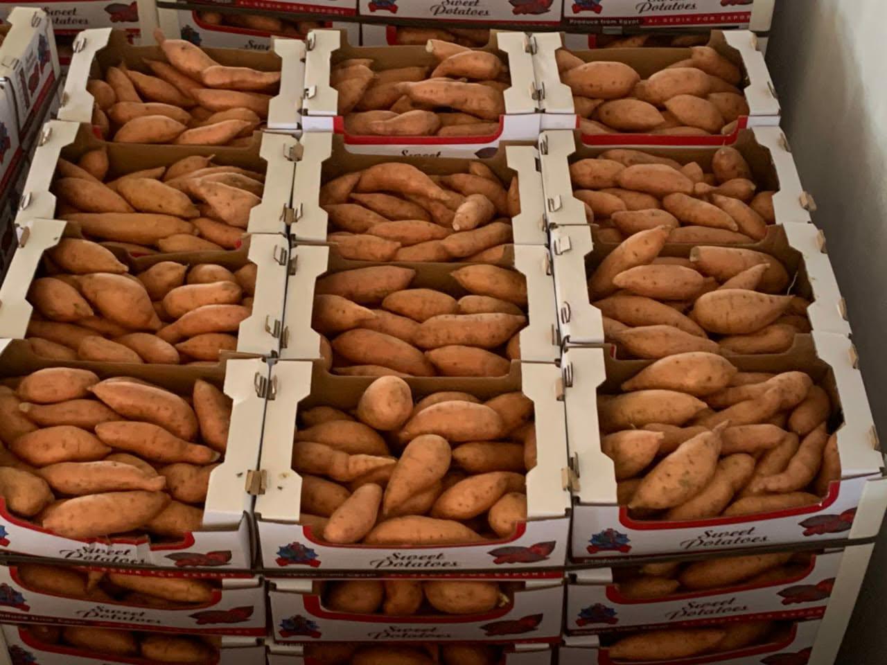 Egyptian sweet potatoes ready for export